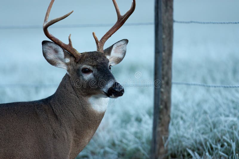 Texas White Tailed Deer Trophy Six Point Antler Buck Stock Photo