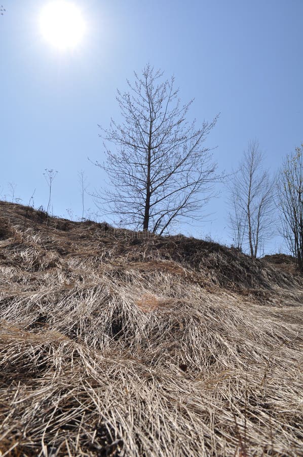 Cold Sun of Russia, a wave of straw