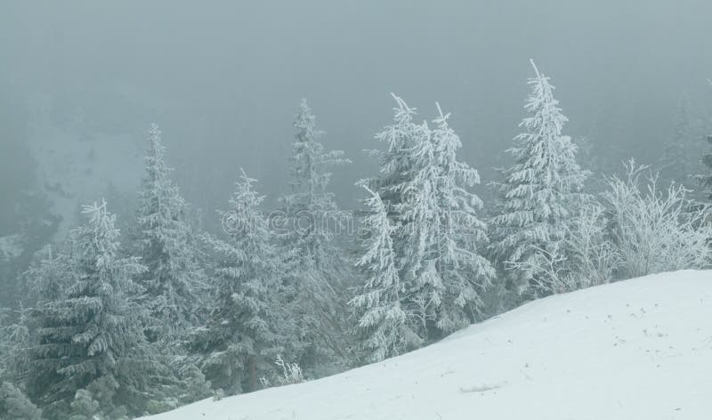 Heavy snow storm into the forest