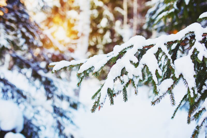 Cold winter day in the snowy winter forest. Spruce tree under the snow