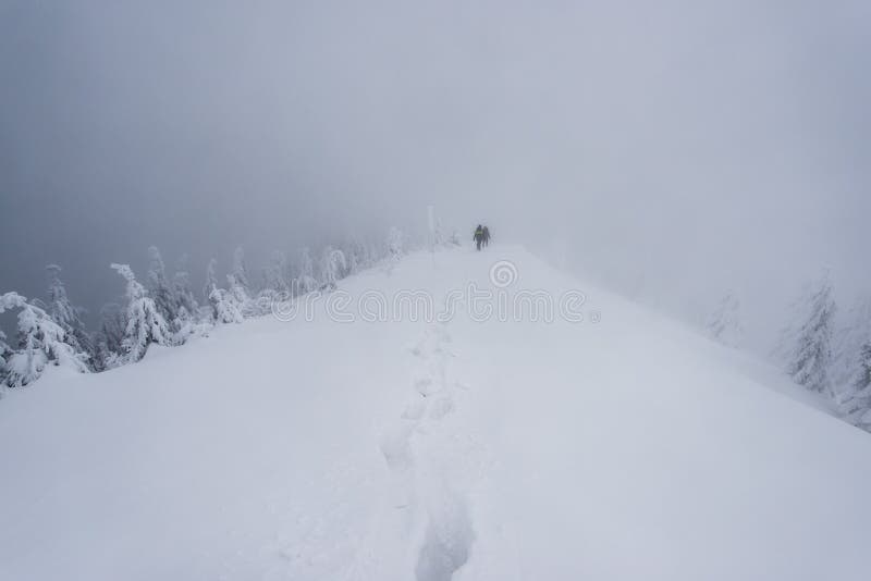 Cold winter morning in mountain foresty with snow covered fir trees. tatras, slovakia.