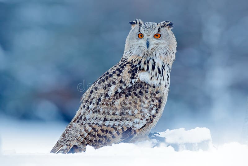 Cold winter with rare bird. Big Eastern Siberian Eagle Owl, Bubo bubo sibiricus, sitting on hillock with snow in the forest. Birch