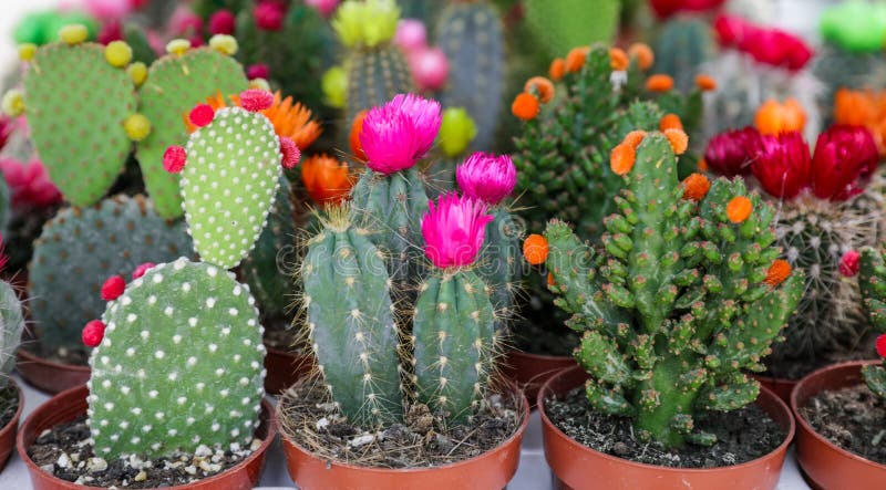 conjunto de cactos coloridos bonitos, vasos de plantas. coleção de