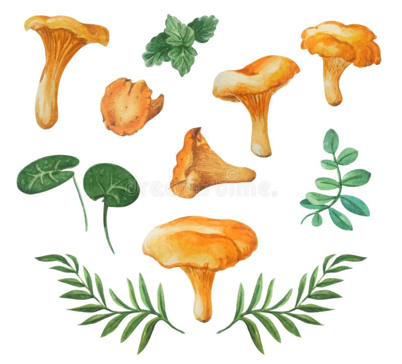 Boletus edulis Koustrup & Co. Cartaz de cogumelos comestíveis, cogumelos  criativos pintados à mão dos desenhos animados, pintura em aquarela,  personagem de desenho animado, pintado png