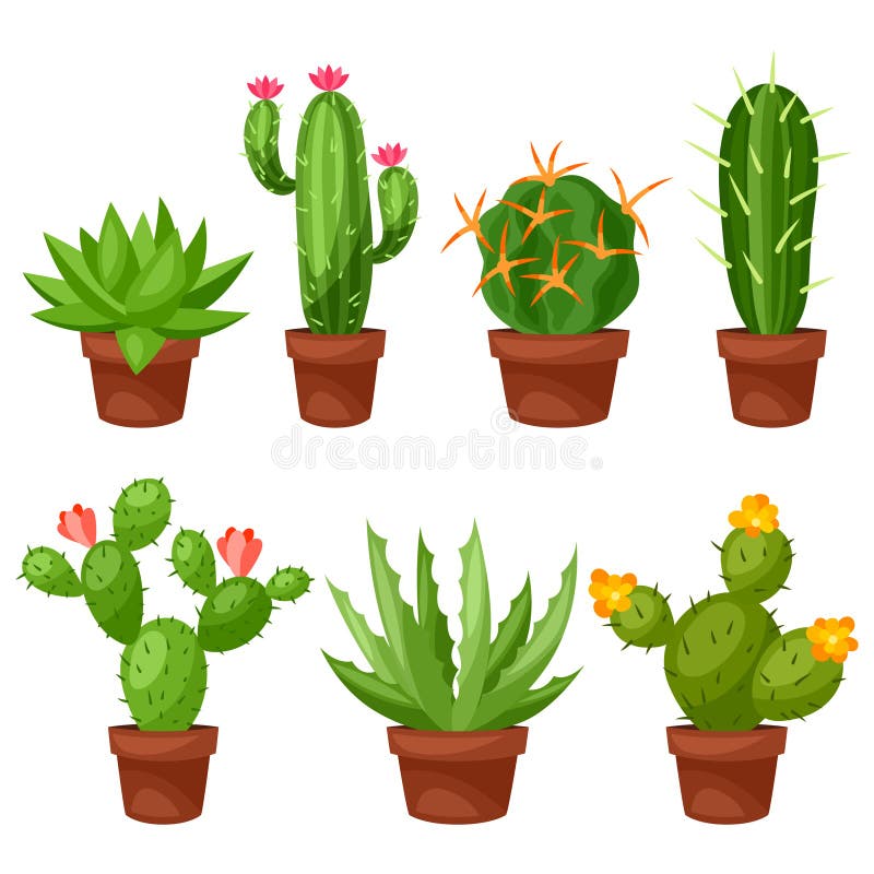 Cactus vetor botânico cactos verde cactáceo suculento planta botânica  ilustração floral realista conjunto de desenhos animados flores exóticas  isolados sobre fundo transparente imagem vetorial de luplupme.gmail.com©  221535294