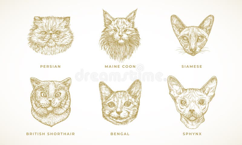 Fundo completo com bonito desenhos animados gatos de cor diferente imagem  vetorial de frenta© 331689636