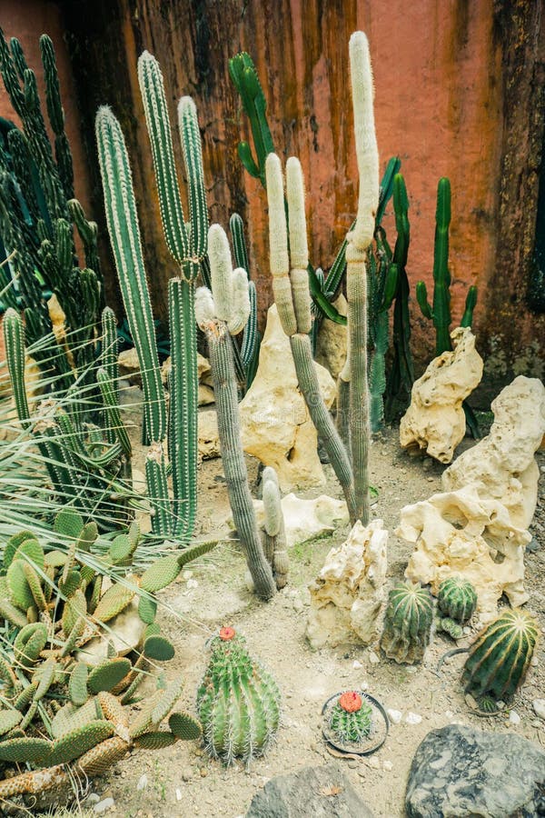 Um Cacto Pequeno Arredondado Com Forma E Ponto Do Tambor Com Flor Vermelha  Da Flor Em Superior - Foto Bogor Foto de Stock - Imagem de agulha, cactos:  138404370