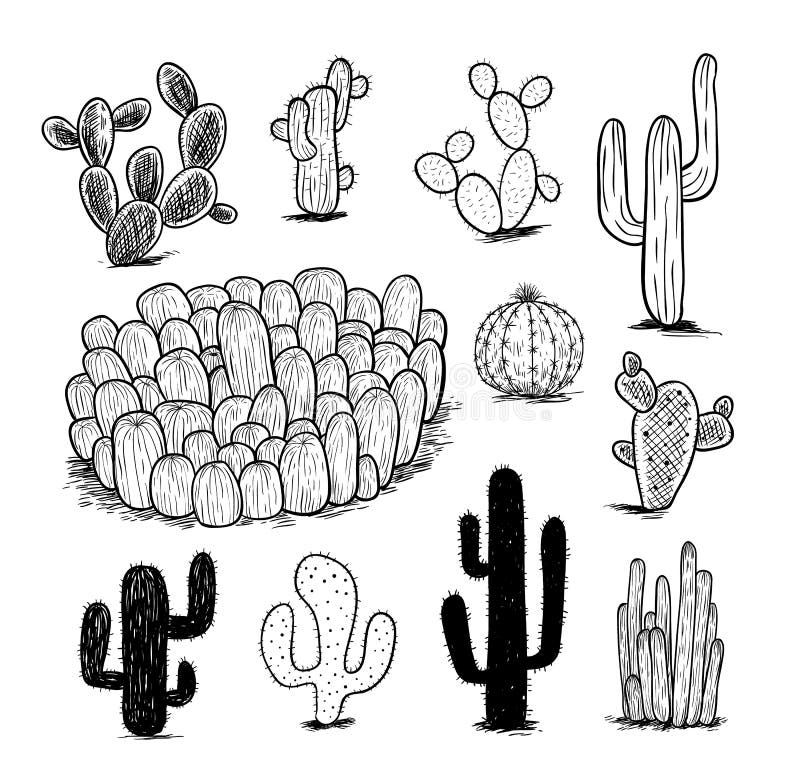 Cacto No Fundo Branco Vetor, Mal Ajustado Tirado Mão Ilustração Stock - Ilustração de mexicano, méxico: 64434754