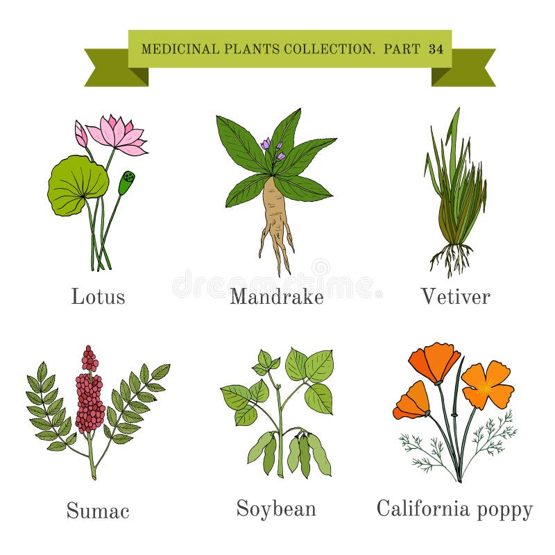 Mandrake Ilustrações, Vetores E Clipart De Stock – (428 Stock Illustrations)