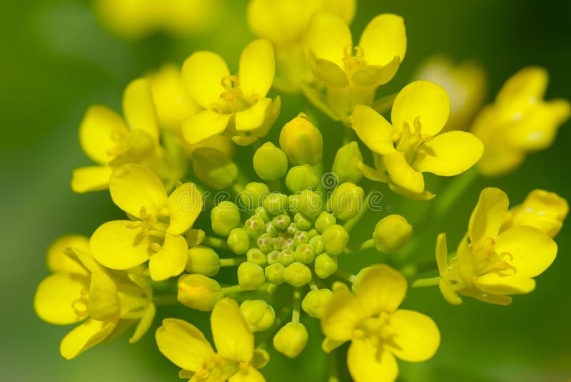 Cole flower stock image. Image of cole, growth, spring 4623561
