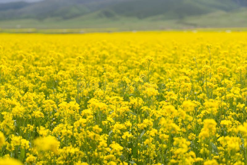 Cole Flower Landscape photo stock. Image du zone, ferme 58702410
