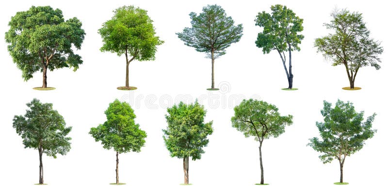 A cole??o das ?rvores isoladas no fundo branco As ?rvores bonitas e robustas est?o crescendo na floresta, no jardim ou no parque imagens de stock royalty free A cole??o das ?rvores isoladas no fundo branco As ?rvores bonitas e robustas est?o crescendo na floresta, no jardim ou no parque imagens de stock royalty free