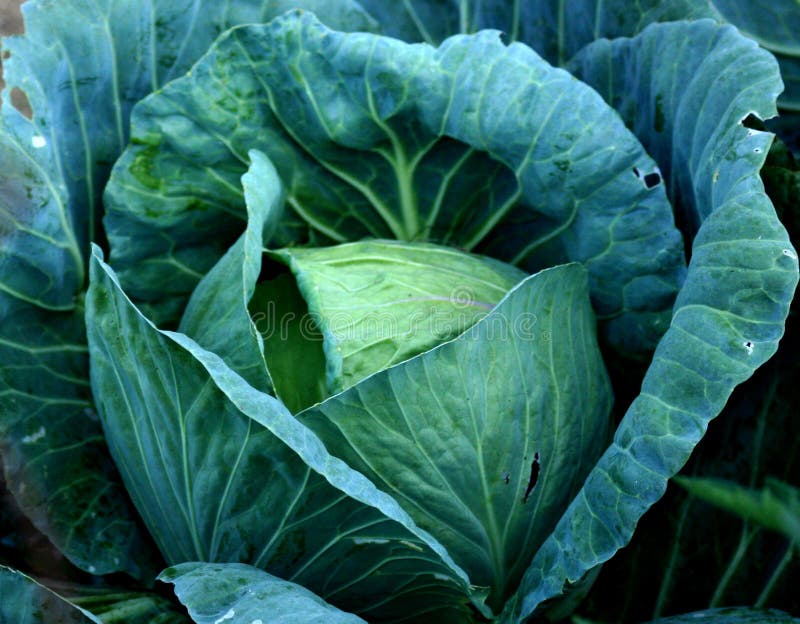 Cole Slaw in The Raw