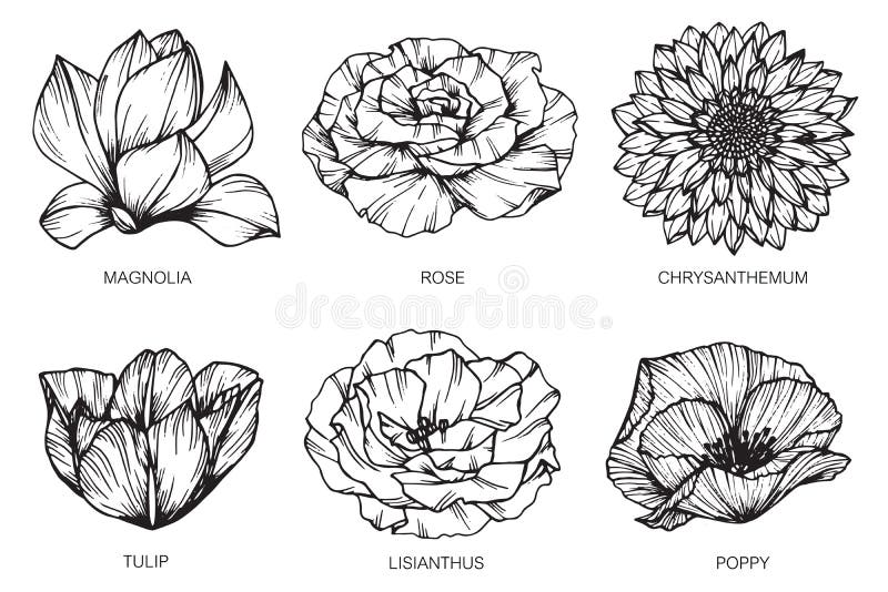 Bosquejo De Flores, Flor Clipart, Natural, Planta PNG y PSD para Descargar  Gratis | Pngtree