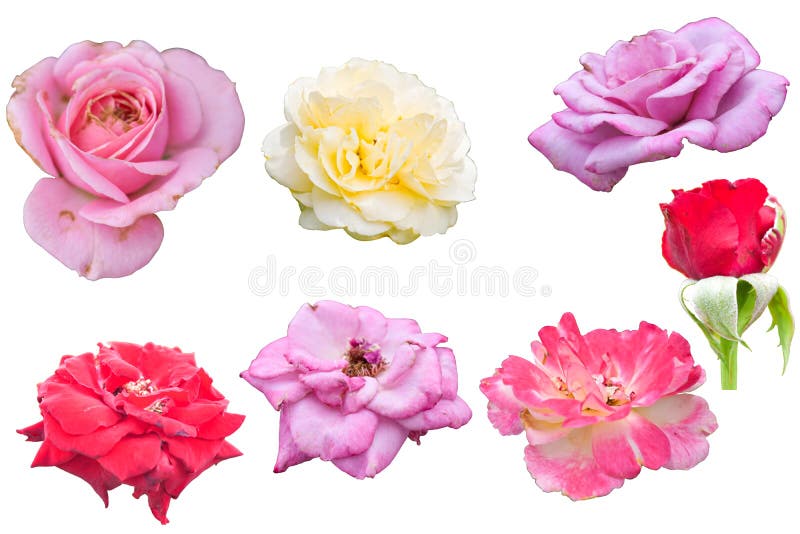 Colección De Imágenes De Montajes De Rosas De Varias Cabezas De Flores Aisladas En Fondo Blanco Conjunto De Siete Imágenes Color R Imagen de archivo - Imagen de rosas, rosa: 209236459 Colección De Imágenes De Montajes De Rosas De Varias Cabezas De Flores Aisladas En Fondo Blanco Conjunto De Siete Imágenes Color R Imagen de archivo - Imagen de rosas, rosa: 209236459