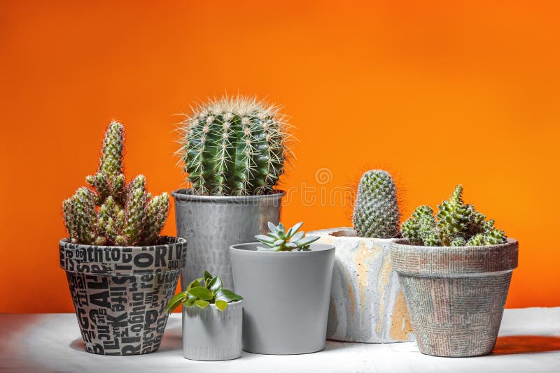 micro ignorar Bebé Colección De Plantas De Cactus En Fondo Naranja Vivo Imagen de archivo -  Imagen de colorido, concepto: 169100921