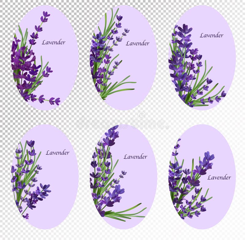 Lavanda De Flores Violeta De Colección. Banner Con Flores De Lavanda Para  Perfumería Productos De Salud Invitación a La Boda Ilustración del Vector -  Ilustración de lujo, herbario: 200869004