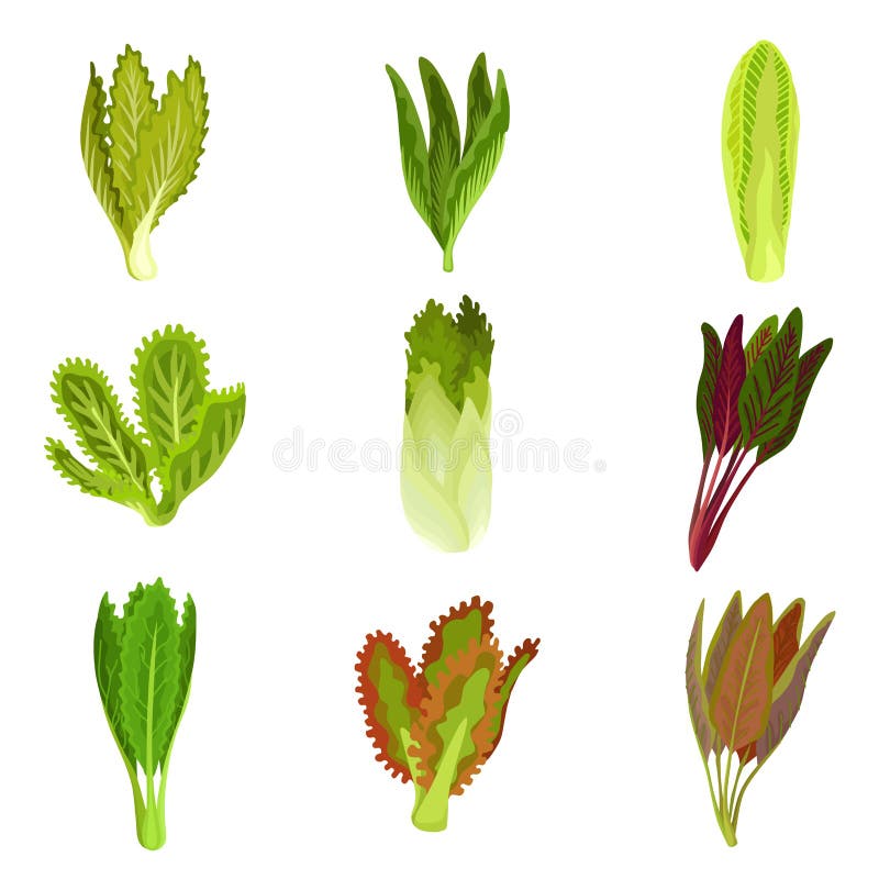 Colecci? n de hojas frescas de la ensalada, radicchio, lechuga, lechuga romana, col rizada, col com n, alaz? n, espinaca, mizuna, o ilustración del vector