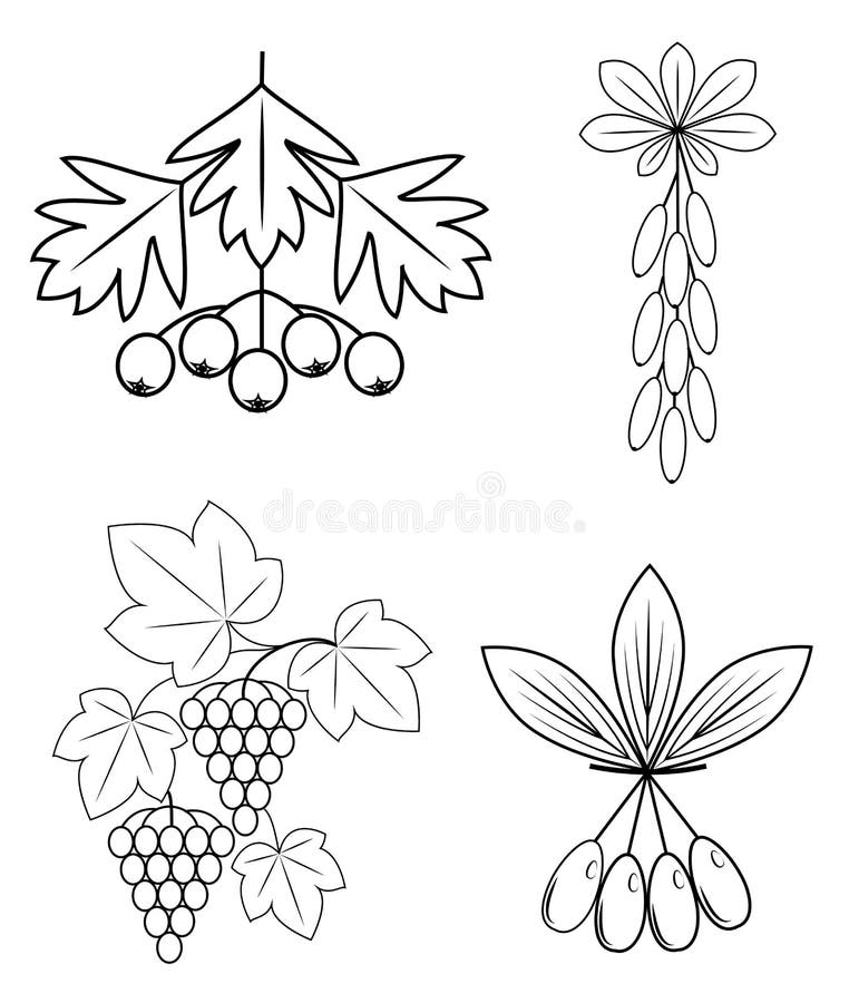 colecci?n Esta rama del b?rbero, uvas, cornejo, pasas Bayas sanas deliciosas para la salud y la medicina Imagen gr?fica stock de ilustración colecci?n Esta rama del b?rbero, uvas, cornejo, pasas Bayas sanas deliciosas para la salud y la medicina Imagen gr?fica stock de ilustración