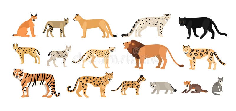 Colección de diversos gatos salvajes y nacionales Animales exóticos