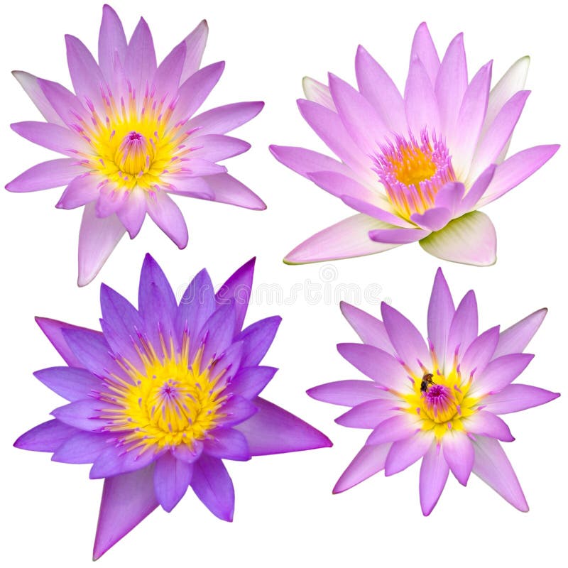 Collection of beautiful lotus flower on white background. Collection of beautiful lotus flower on white background