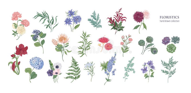 Colección de flores florísticas populares y de plantas decorativas aisladas en el fondo blanco Sistema de floral hermoso stock de ilustración Colección de flores florísticas populares y de plantas decorativas aisladas en el fondo blanco Sistema de floral hermoso stock de ilustración