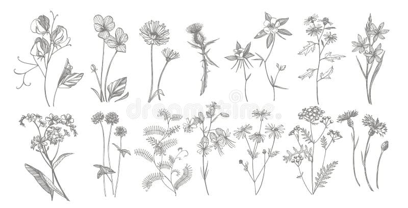 Colección de flores y de hierbas exhaustas de la mano Ejemplo bot?nico de la planta Sistema medicinal del bosquejo de las hierbas libre illustration Colección de flores y de hierbas exhaustas de la mano Ejemplo bot?nico de la planta Sistema medicinal del bosquejo de las hierbas libre illustration