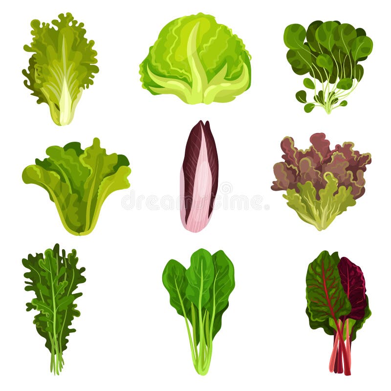 Colección de hojas frescas de la ensalada, radicchio, lechuga, espinaca, arugula, rucola, mache, berro, iceberg, col com n ilustración del vector
