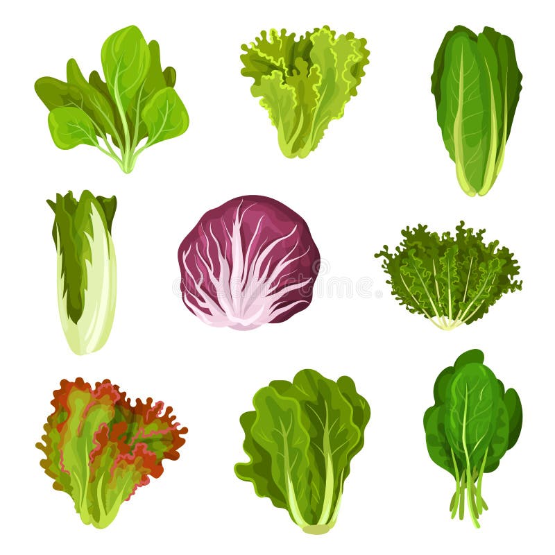 Colección de hojas frescas de la ensalada, radicchio, lechuga, lechuga romana, col rizada, col com n, alazán, espinaca, mizuna, o stock de ilustración