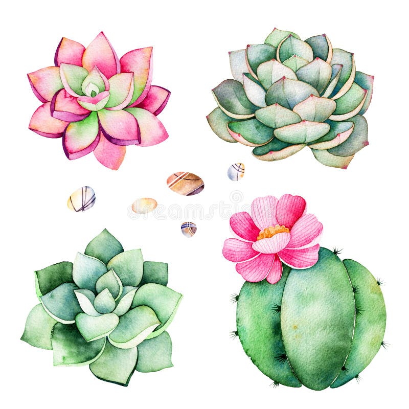 Colección de la acuarela con las plantas de los succulents, piedras del guijarro, cactus ilustración del vector Colección de la acuarela con las plantas de los succulents, piedras del guijarro, cactus ilustración del vector