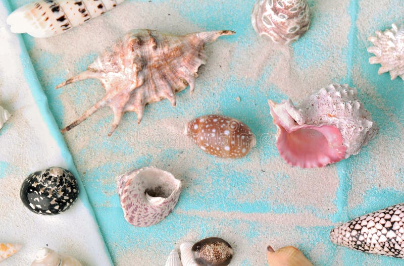 Colección de las conchas marinas en una toalla de playa con la arena imagen de archivo libre de regalías Colección de las conchas marinas en una toalla de playa con la arena imagen de archivo libre de regalías