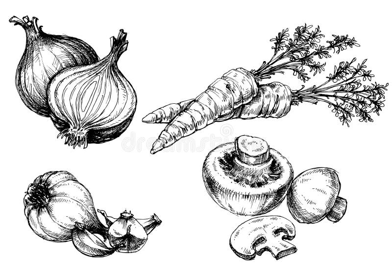 Colección de verduras ilustración del vector