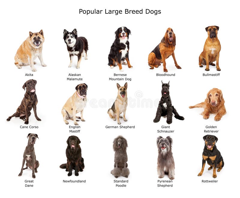 Colección de perros grandes populares de la raza