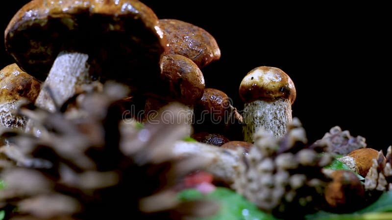 Colección de setas marrones del boleto del casquillo El montón del boleto prolifera rápidamente en un fondo negro