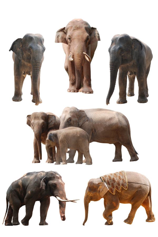 Colección del elefante