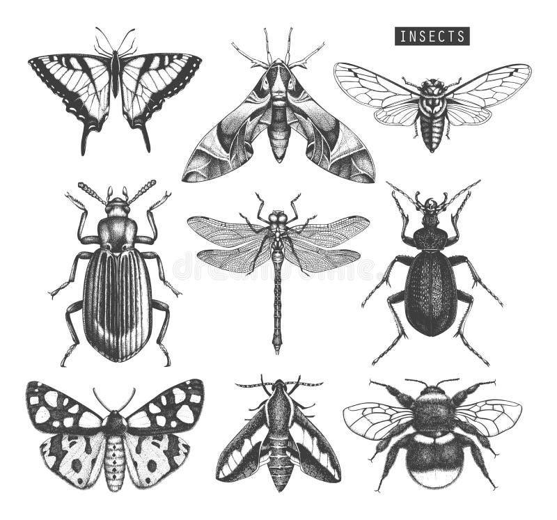 Colección del vector de altos bosquejos detallados de los insectos Mariposas exhaustas de la mano, escarabajos, libélula, cigarra