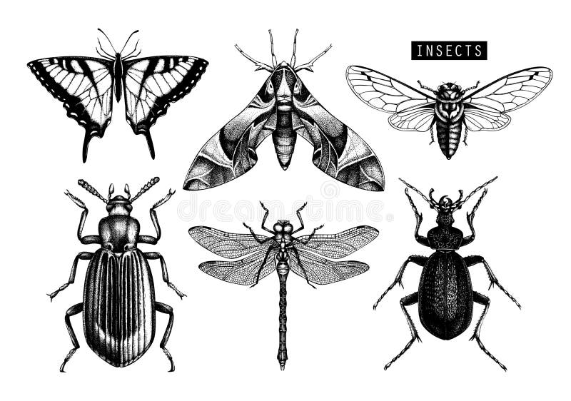 Colección del vector de ejemplos exhaustos de los insectos de la mano Mariposas negras, cigarra, escarabajo, insecto, dibujo de l