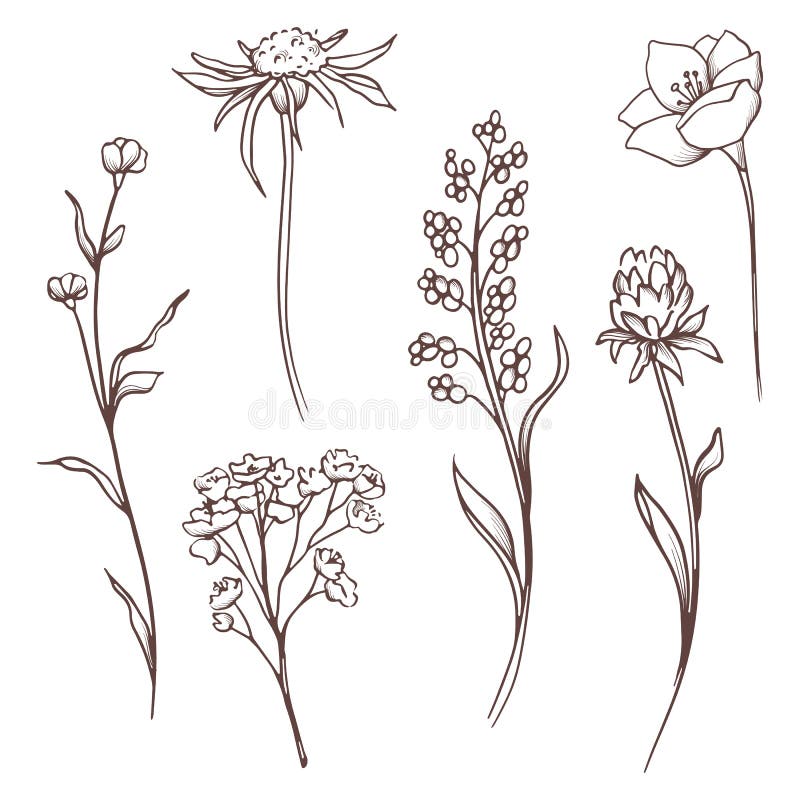 Colección floral del vector La mano dibujada fijó las flores y las hojas Composición floreciente stock de ilustración Colección floral del vector La mano dibujada fijó las flores y las hojas Composición floreciente stock de ilustración