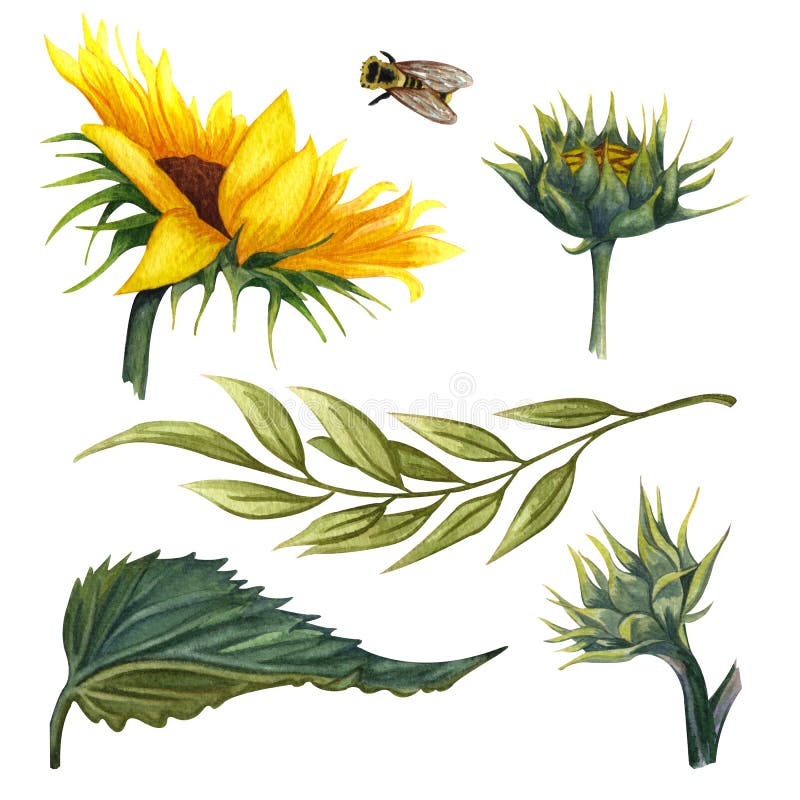 Colección floral hermosa con los girasoles, hojas, ramas, hojas del helecho Sistema brillante del clip art de los girasoles de la ilustración del vector Colección floral hermosa con los girasoles, hojas, ramas, hojas del helecho Sistema brillante del clip art de los girasoles de la ilustración del vector