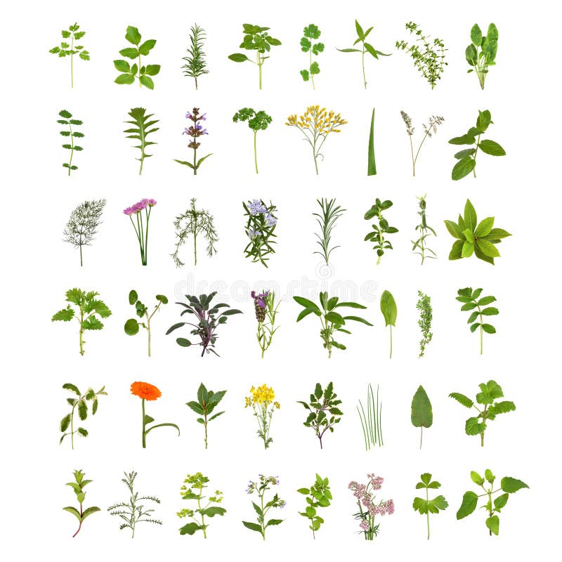Colección grande de la hoja y de la flor de la hierba libre illustration Colección grande de la hoja y de la flor de la hierba libre illustration