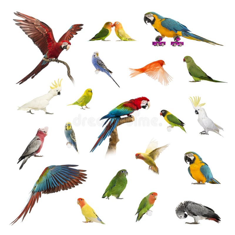 Colección grande de pájaro, de animal doméstico y de exótico, en diversa posición imagenes de archivo