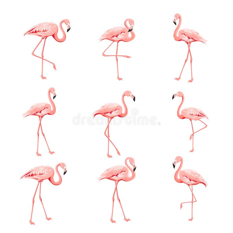 Colección tropical de los pájaros Sistema rosado de los flamencos Paquete de la impresión del verano de la moda Elementos para la stock de ilustración Colección tropical de los pájaros Sistema rosado de los flamencos Paquete de la impresión del verano de la moda Elementos para la stock de ilustración