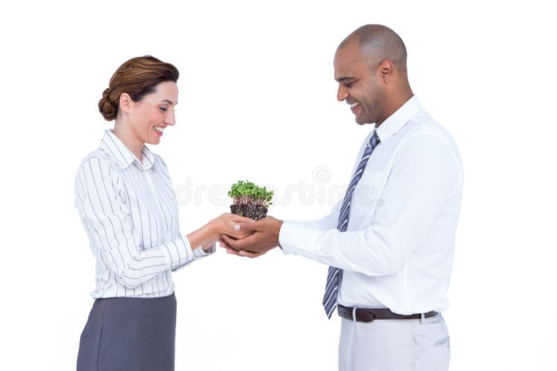 Business colleagues holding plant together on white background. Business colleagues holding plant together on white background