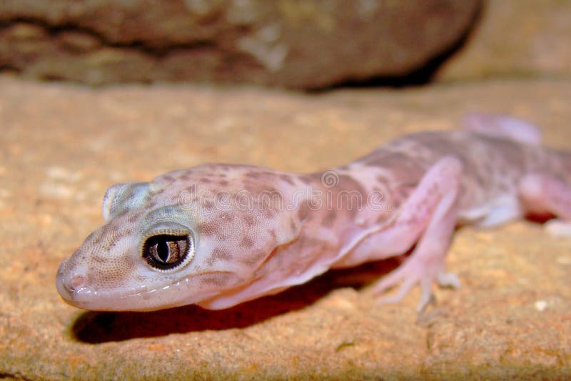 Face detail of the uncommonly seen nocturnal Reticulated Gecko, Coleonyx reticulatus crawling through rocky habitat of Big Bend, West Texas. Face detail of the uncommonly seen nocturnal Reticulated Gecko, Coleonyx reticulatus crawling through rocky habitat of Big Bend, West Texas