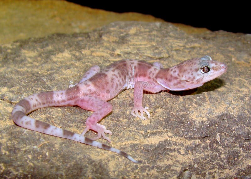 The uncommonly seen nocturnal Reticulated Gecko, Coleonyx reticulatus crawling through rocky habitat of Big Bend, West Texas. The uncommonly seen nocturnal Reticulated Gecko, Coleonyx reticulatus crawling through rocky habitat of Big Bend, West Texas