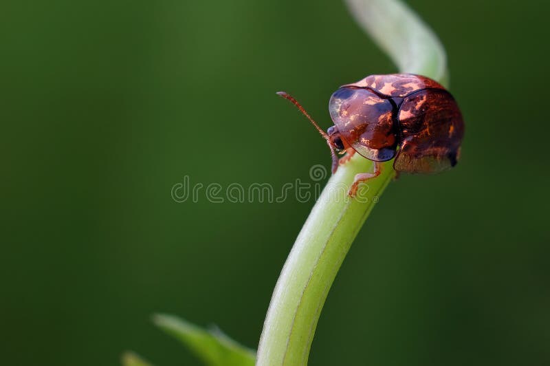 Leisure tortoise beetle