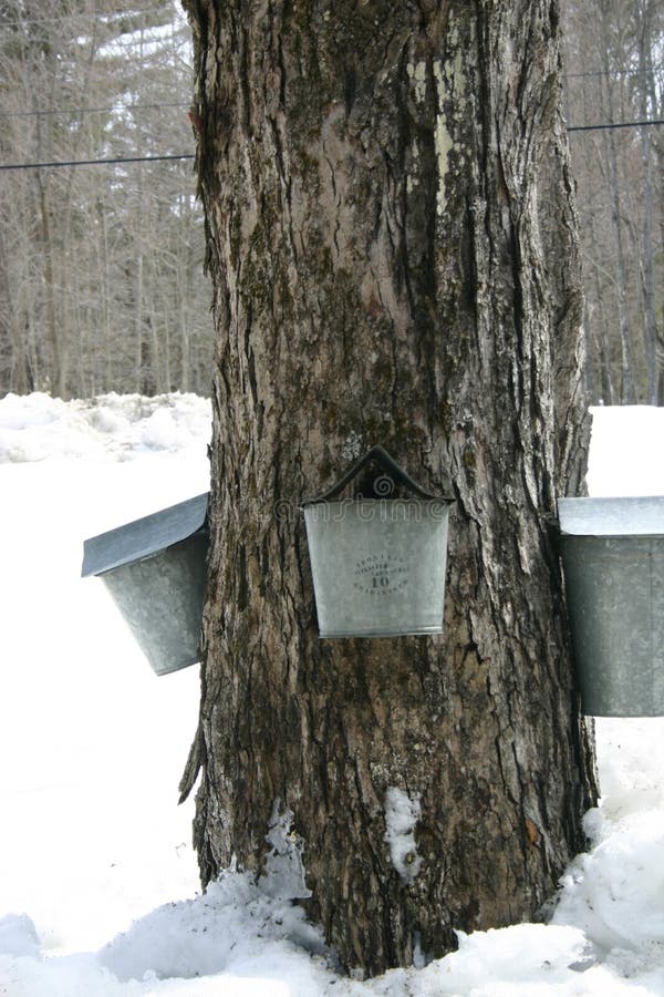 Coletando Seiva Do Tronco Da árvore De Maple Para Produzir Xarope