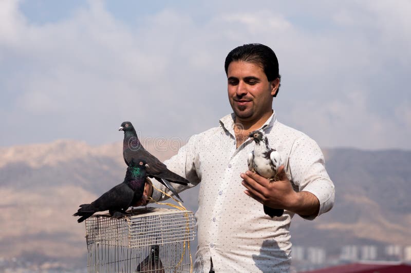 Colecionador iraquiano de pombos segurando uma pomba com cuidado imagem de stock