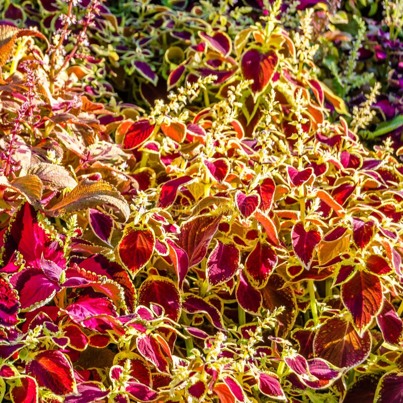 Coleus Plant Ornamental Leaves Stock Image Image of