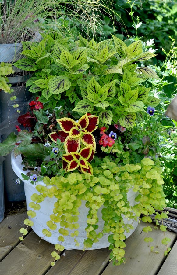 Garden planter with coleus and golden creeping jenny. Garden planter with coleus and golden creeping jenny.